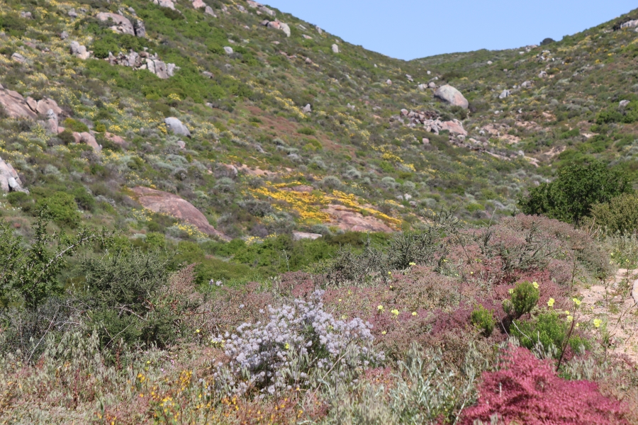0 Bedroom Property for Sale in Steenbergs Cove Western Cape